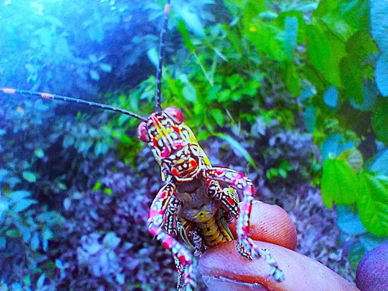 https://inaturalist-open-data.s3.amazonaws.com/photos/523976022/large.jpg