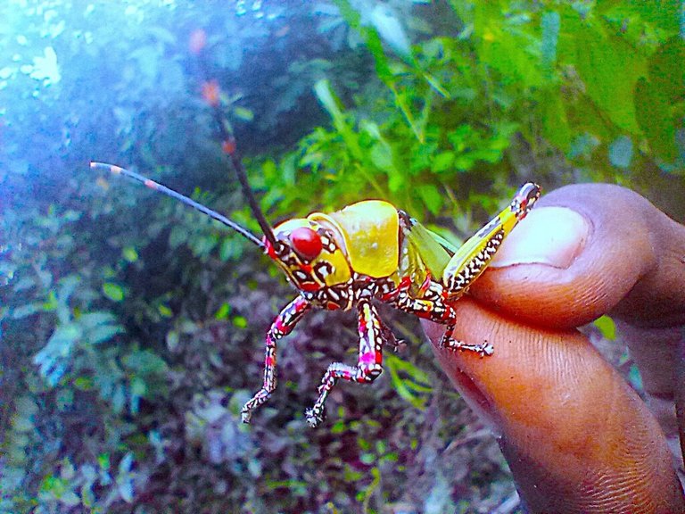 https://inaturalist-open-data.s3.amazonaws.com/photos/523976284/large.jpg