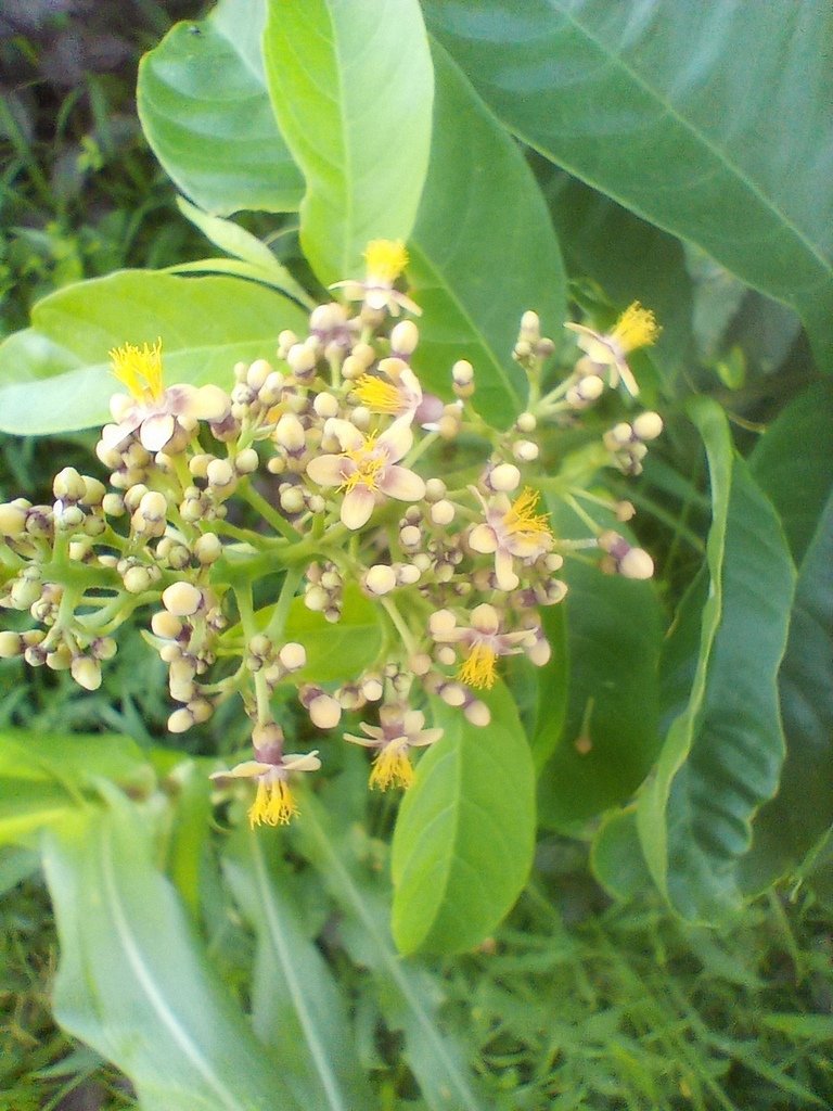 https://inaturalist-open-data.s3.amazonaws.com/photos/525463308/large.jpg