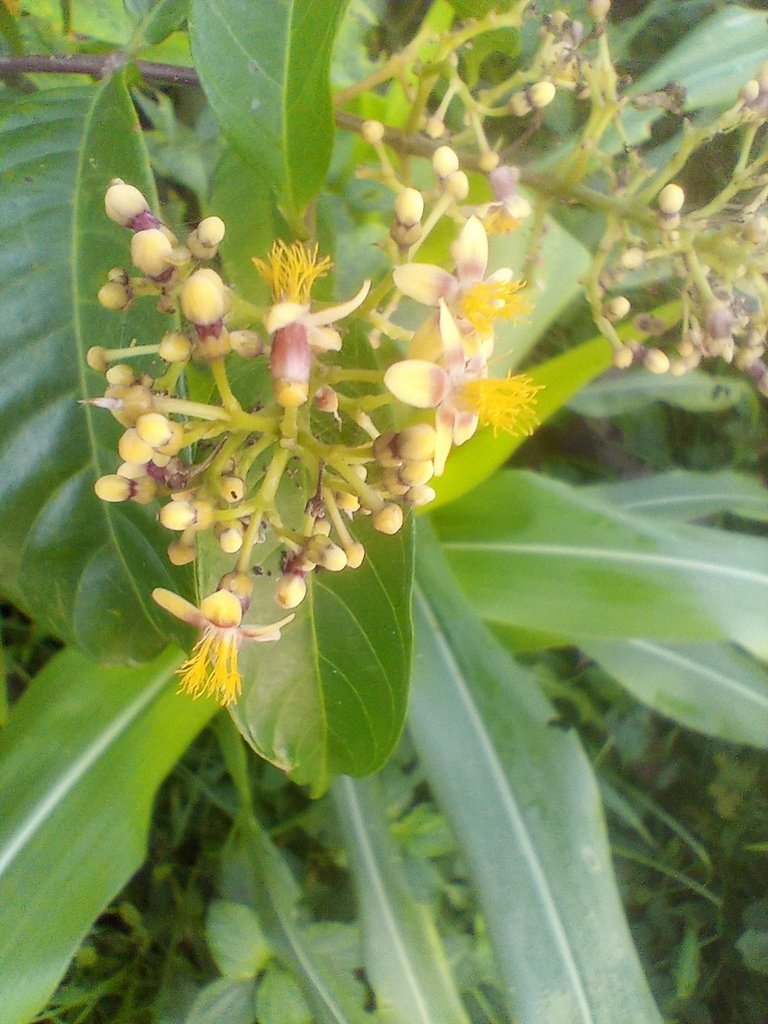 https://inaturalist-open-data.s3.amazonaws.com/photos/525463343/large.jpg
