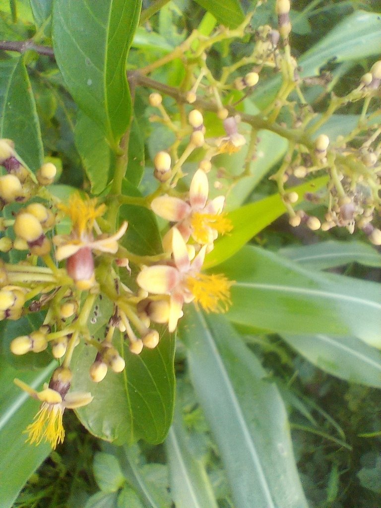 https://inaturalist-open-data.s3.amazonaws.com/photos/525463380/large.jpg