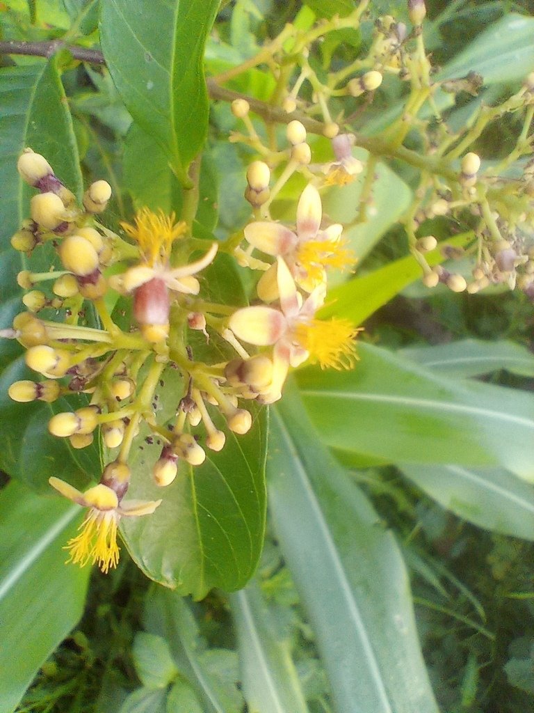 https://inaturalist-open-data.s3.amazonaws.com/photos/525463381/large.jpg
