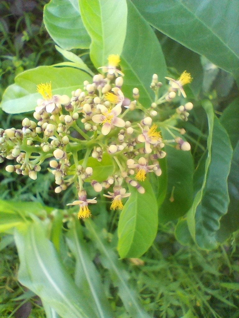 https://inaturalist-open-data.s3.amazonaws.com/photos/525463396/large.jpg