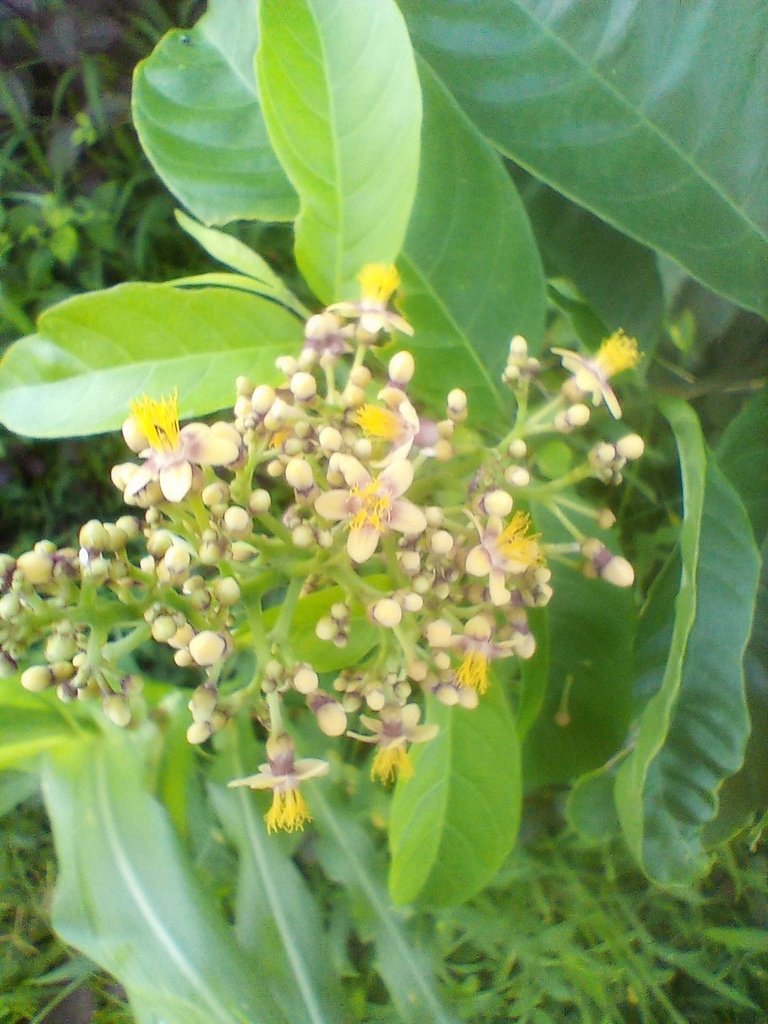 https://inaturalist-open-data.s3.amazonaws.com/photos/525463402/large.jpg