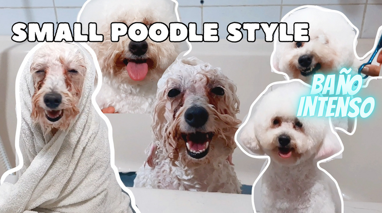 Poodle dog style| Pets grooming💦| Baño Poodle