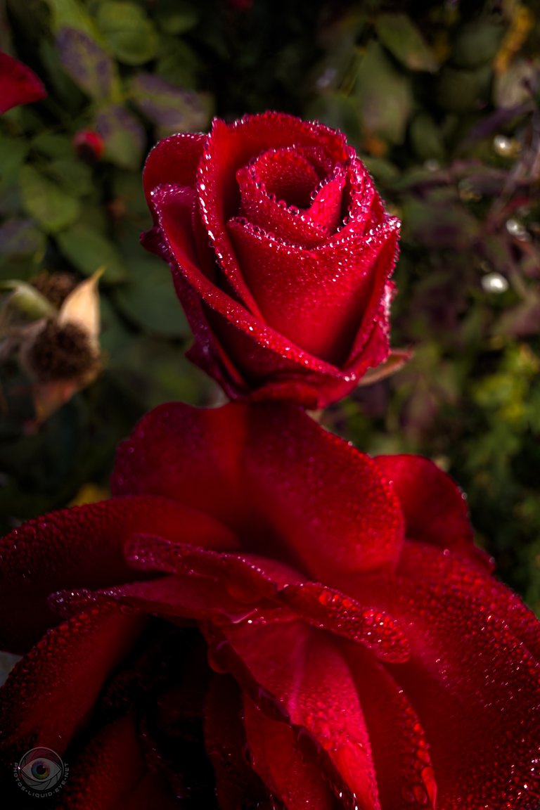 red rose