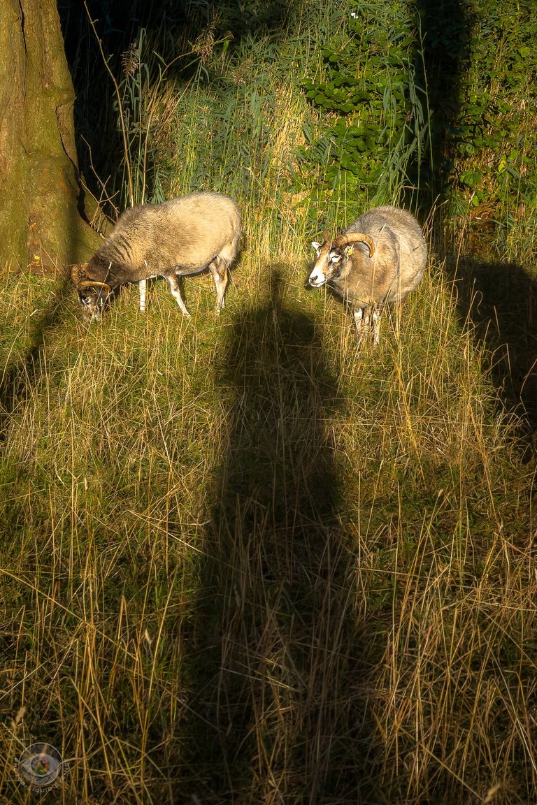 sheep