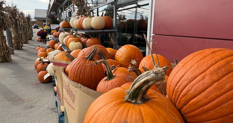 Pumpkin hunting 🎃
