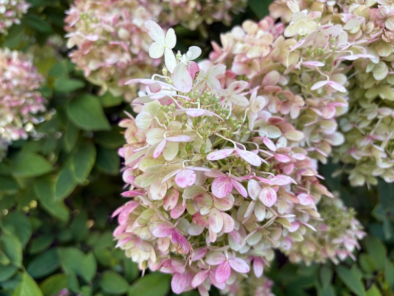 Hydrangeas going pink in Autumn