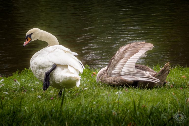 swan