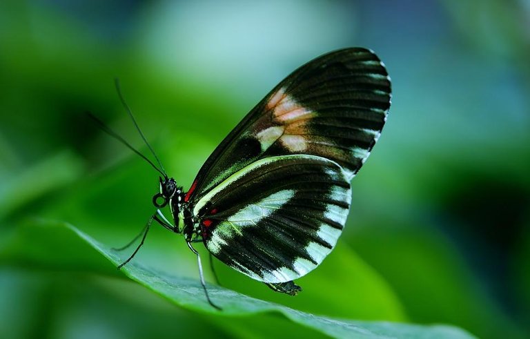 papilio-44882_960_720.jpg