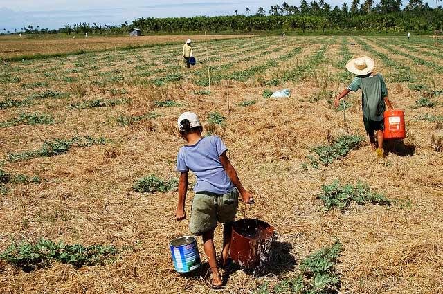 cover-crops-soil-fertility.jpg