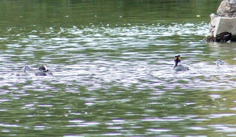 two grebes.jpg