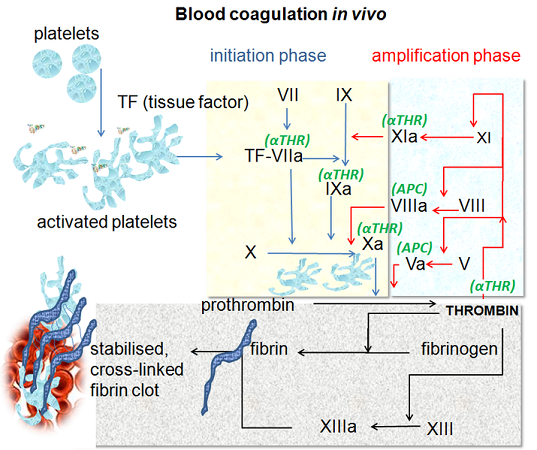 715px-Coagulation_in_vivo.png