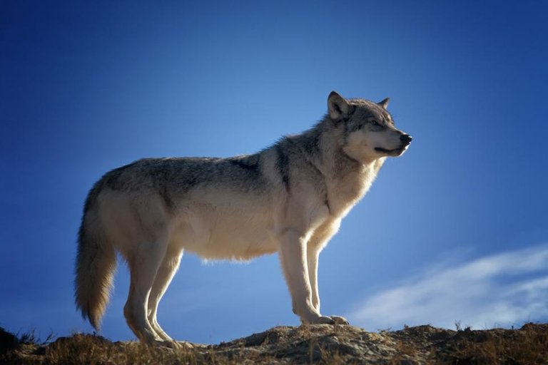 wolf-142173.jpg