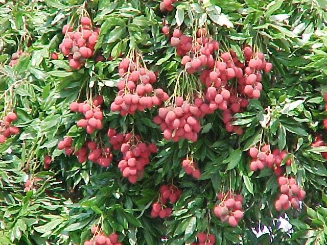 lychees.jpg