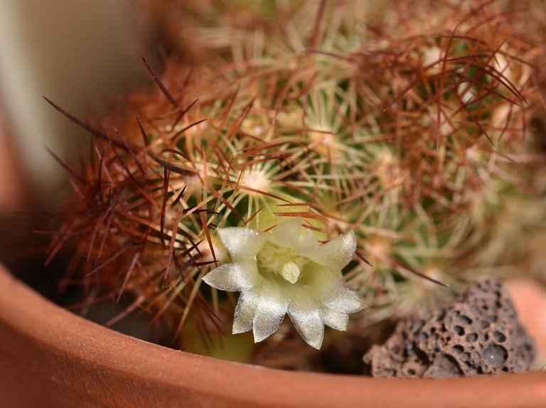 mammillaria copper king flower macro 2.jpg