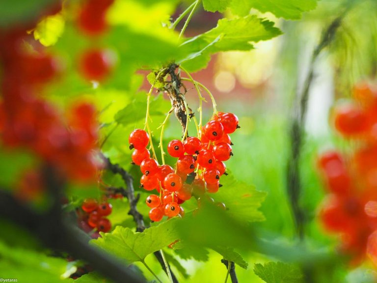 red currant photo 2.jpg