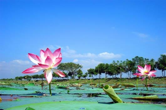 7. Waterlily - Kabirul.jpg