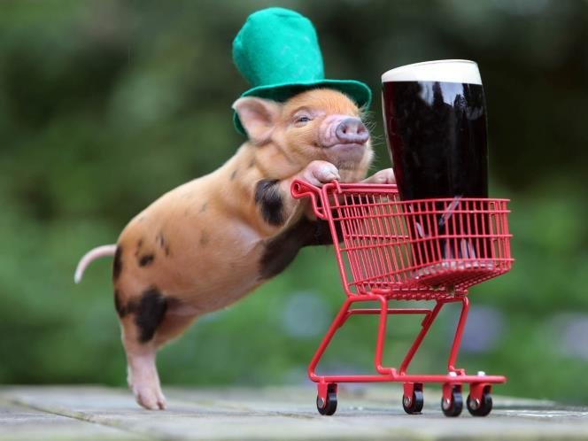 teacup-pig-shopping-top-hat-beer-1.jpg