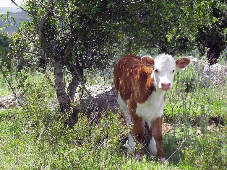 cow 3061a.jpg