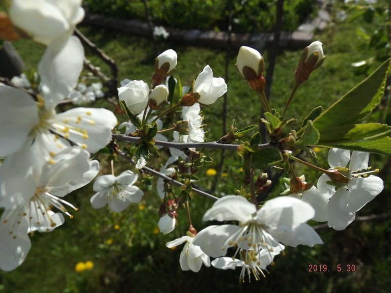 Cherry Blossom Time, Juliets, 2019 05 30.JPG
