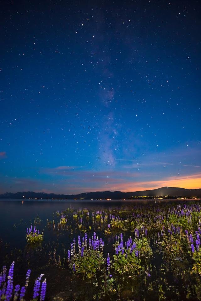 Tahoe Lupine at Night 3 (1).jpg