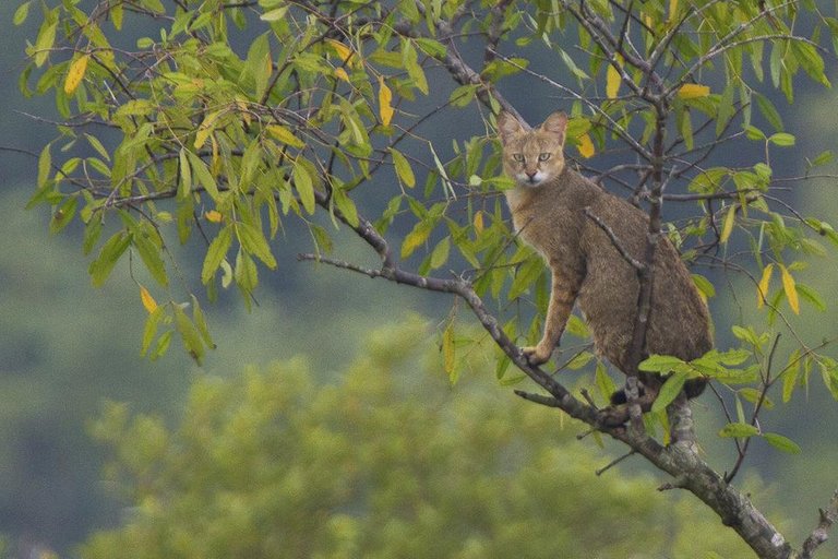 Jungle_Cat_on_tree_during_high_tide_in_Sundarban.jpg