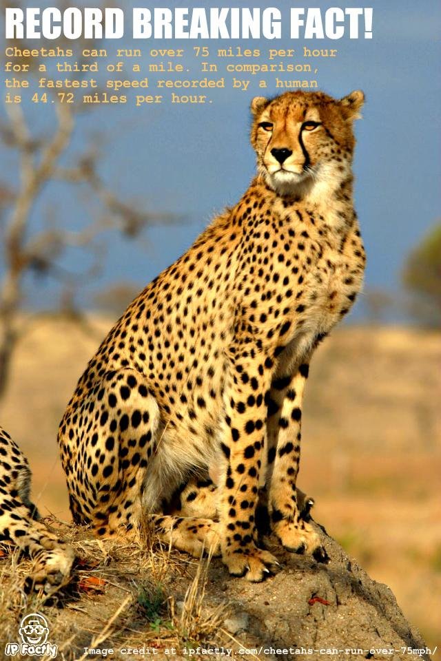 Cheetah1.jpg