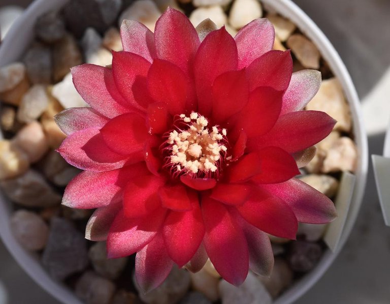 Gymnocalycium baldianum flower 1.jpg