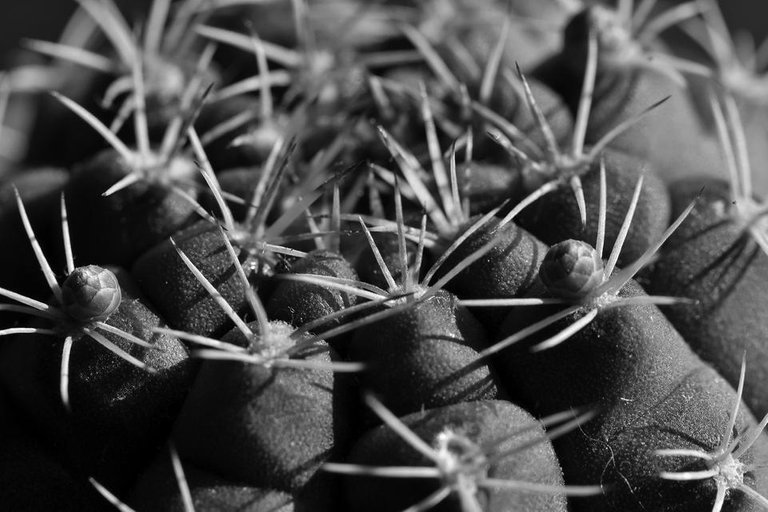 Gymnocalycium damsii macro bw.jpg