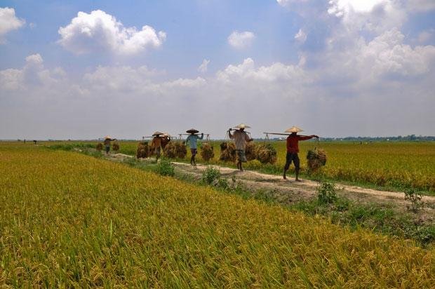 agriculture-in-bangladesh.jpg