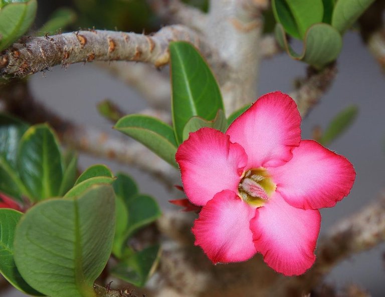 adenium-835293_1280.jpg