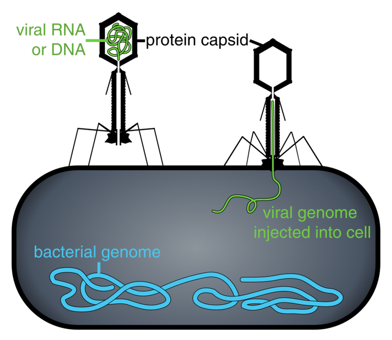 1024px-Phage_injecting_its_genome_into_bacteria.svg.png