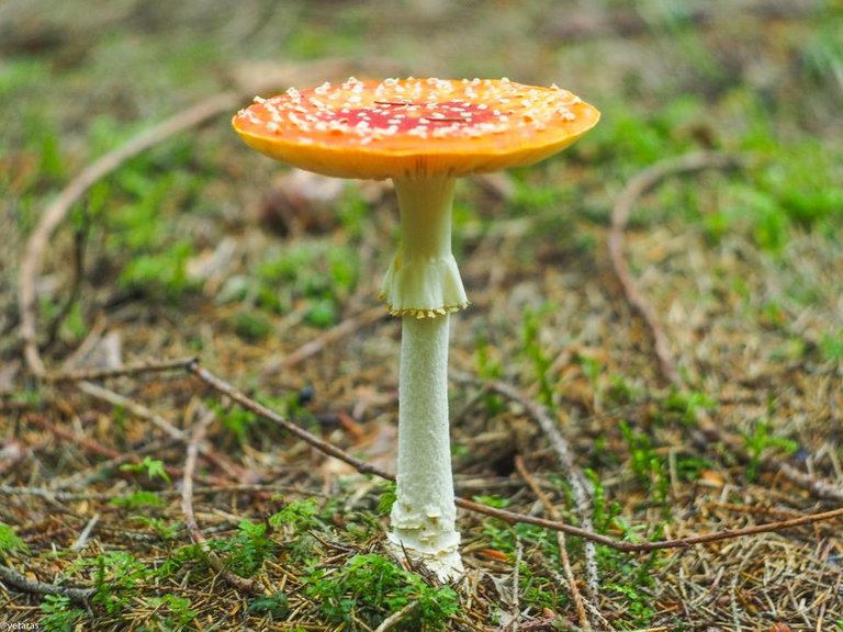orange agaric 2.jpg