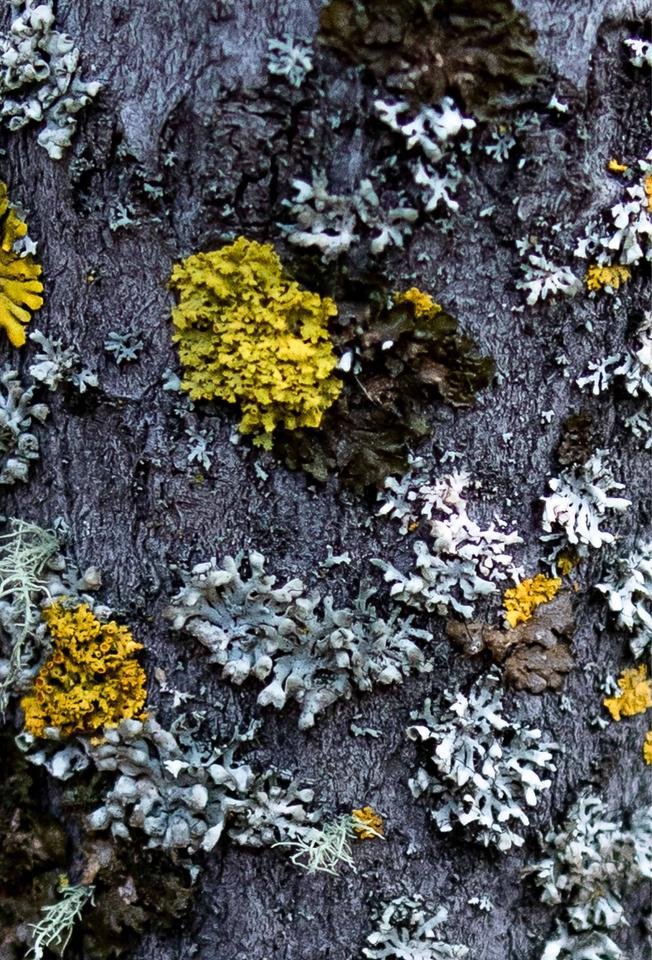 Lichen on Bark.jpg