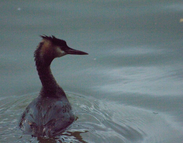 grested grebe came out ok1.jpg