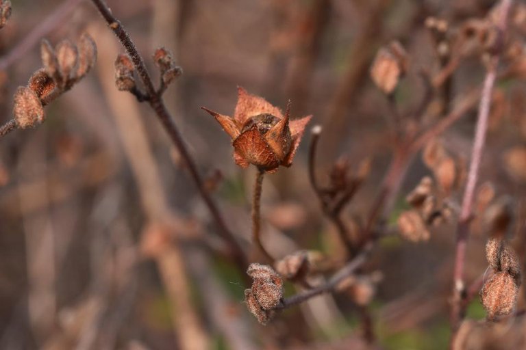 cistus seed pods orange drystuff  2.jpg