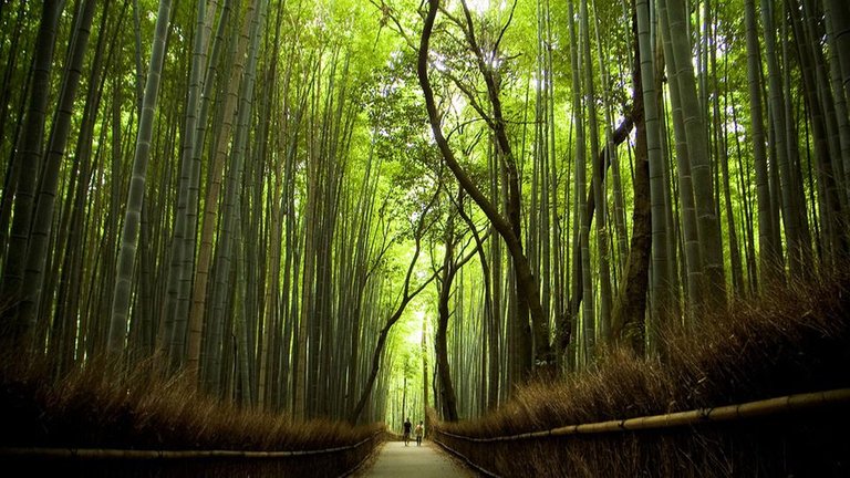 Sagano.Bamboo.Forest.original.1514.jpg