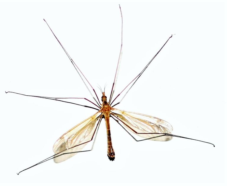 crane fly.jpg