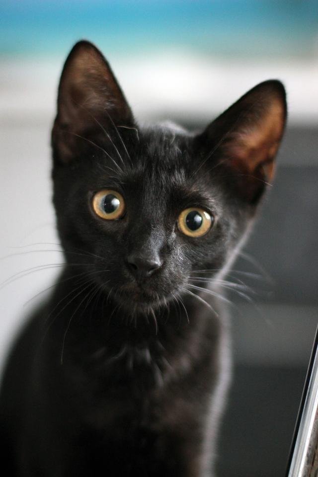 black_cat_black_kitten_animal_cat_curious_cat_eyes_pet_curious-793975.jpg!d.jpg