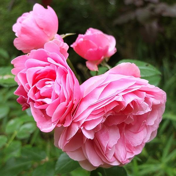 new-roses-pinks.jpg