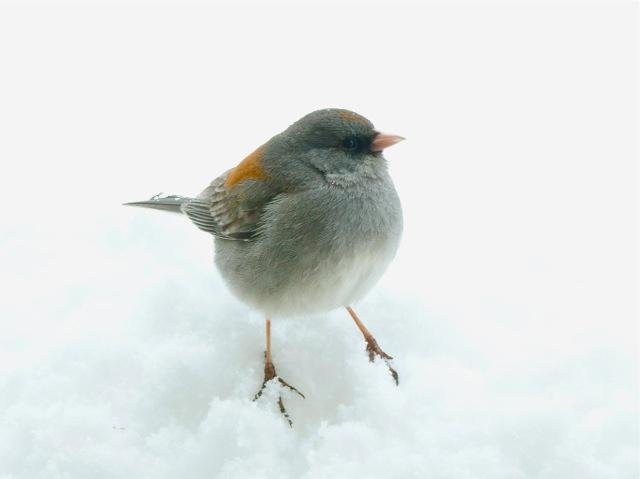 Dark-eyed Junco a.jpg