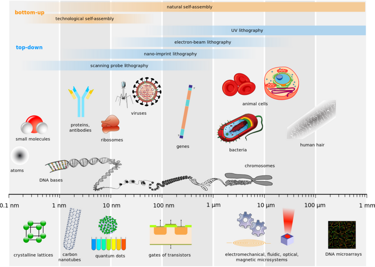 Biological_and_technological_scales_compared-en.svg.png