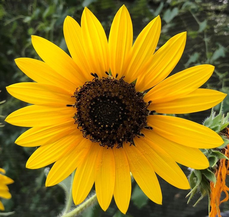 SunflowerJuly18.jpg