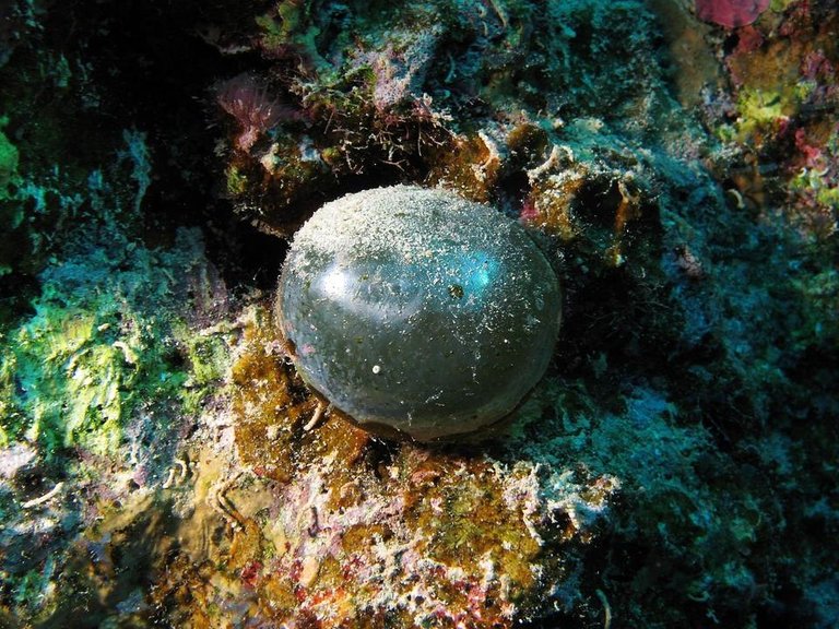 1280px-Valonia_ventricosa_in_the_Red_Sea.jpg