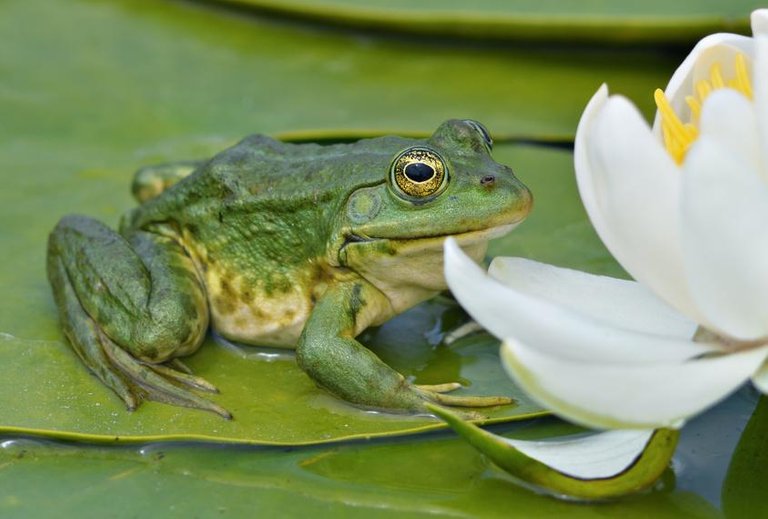 grenouille-verte.jpg