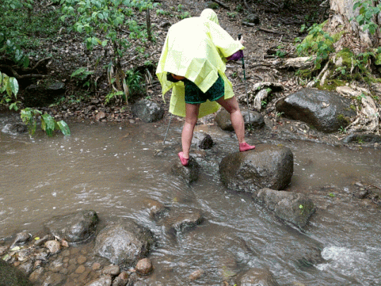 rain on Muliwai Trail gif