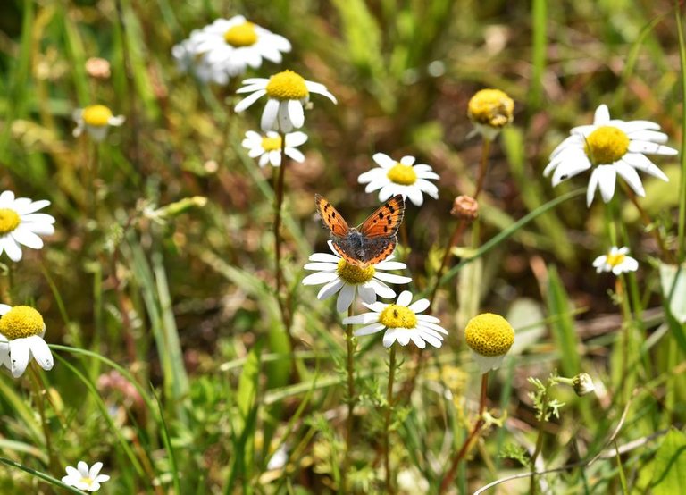 Small Copper butterfly 1.jpg