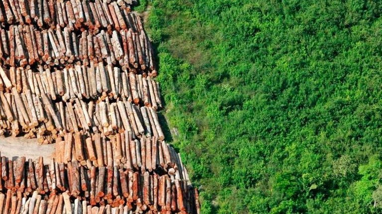 desmatamento da floresta amazônica.jpg